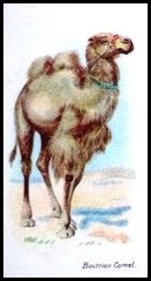 00WWAW Bactrian Camel.jpg